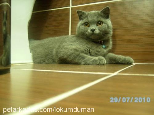 lokum Dişi Scottish Fold