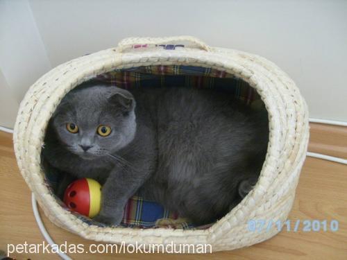 lokum Dişi Scottish Fold