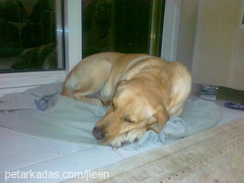 daİsy Dişi Labrador Retriever