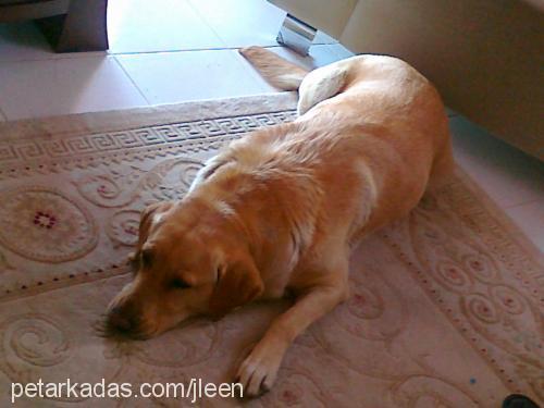 daİsy Dişi Labrador Retriever