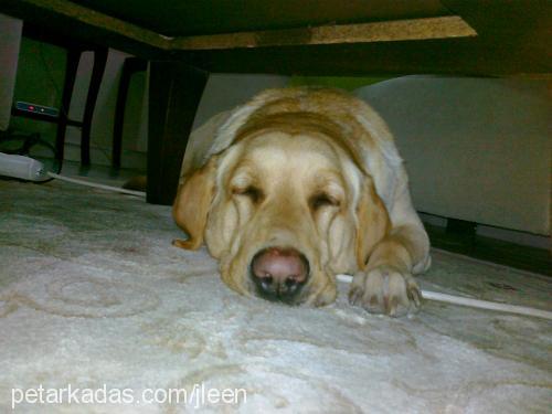 daİsy Dişi Labrador Retriever