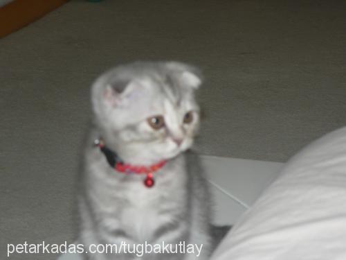 leyko Dişi Scottish Fold