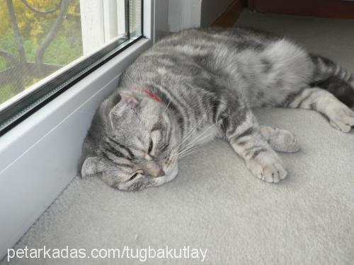 leyko Dişi Scottish Fold