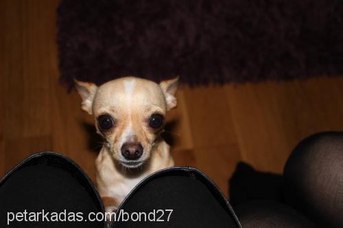 bond Erkek Chihuahua