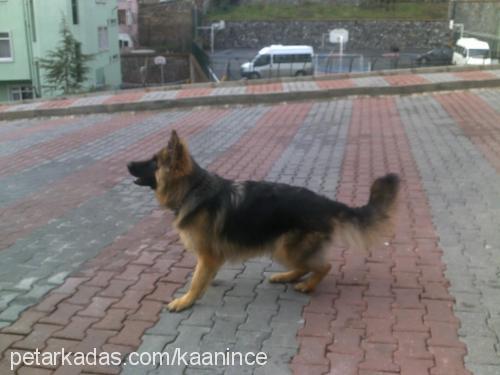 misha Dişi Alman Çoban Köpeği