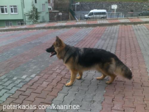 misha Dişi Alman Çoban Köpeği