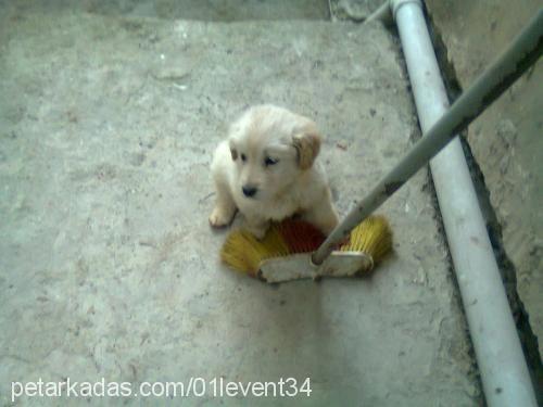 bulut Erkek Golden Retriever