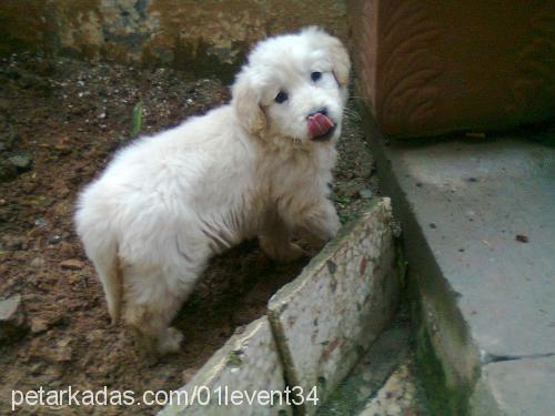 bulut Erkek Golden Retriever