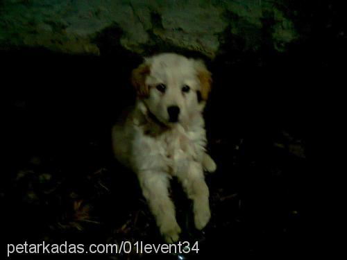 bulut Erkek Golden Retriever