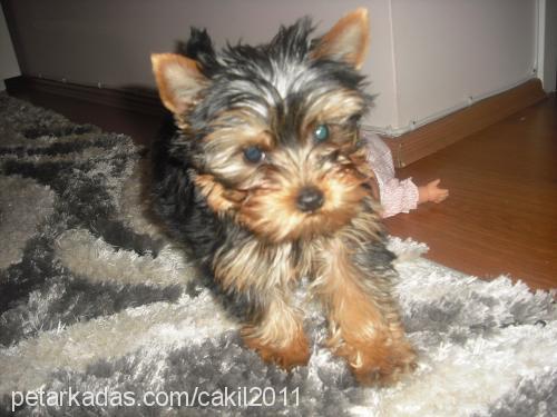 Çakil Dişi Yorkshire Terrier