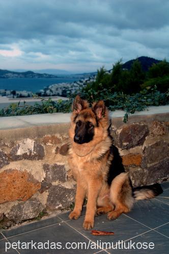 zeus Erkek Alman Çoban Köpeği