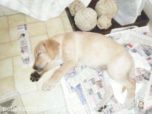 angie Dişi Labrador Retriever