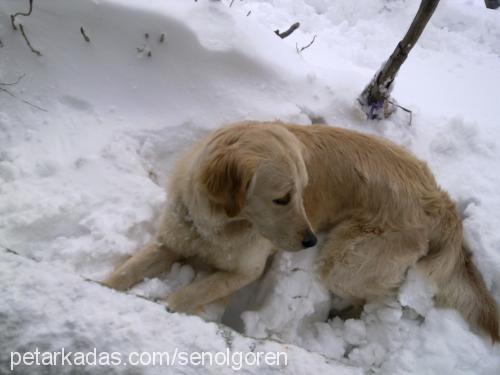 Şanslı Dişi Golden Retriever