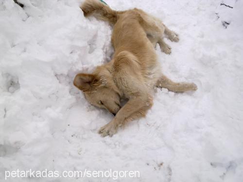 Şanslı Dişi Golden Retriever