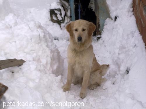 Şanslı Dişi Golden Retriever