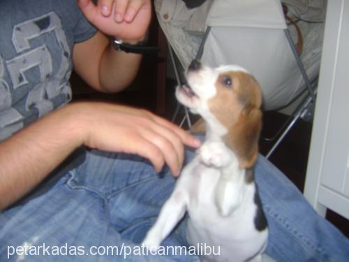 malibu Dişi Beagle