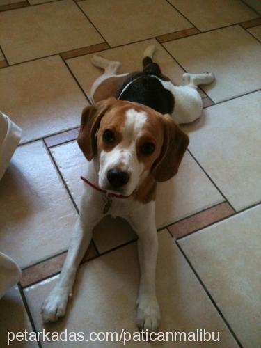 malibu Dişi Beagle