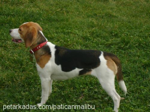 malibu Dişi Beagle