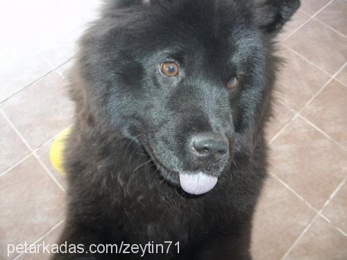 zeytin Dişi Chow Chow