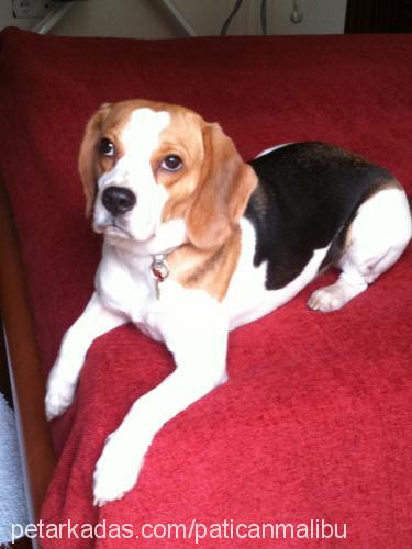 malibu Dişi Beagle