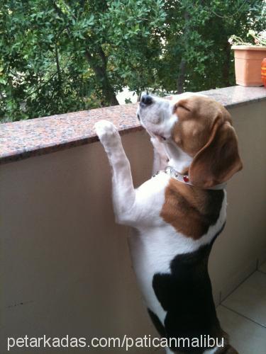 malibu Dişi Beagle