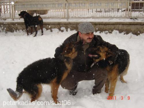 zeus Erkek Alman Çoban Köpeği