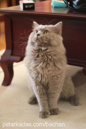 colomb Erkek British Shorthair