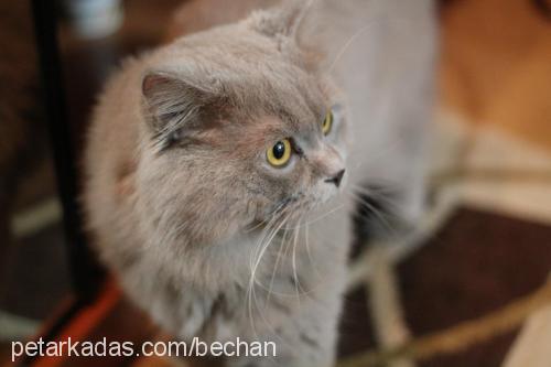 colomb Erkek British Shorthair