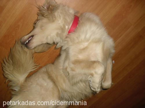 köpük Dişi Golden Retriever