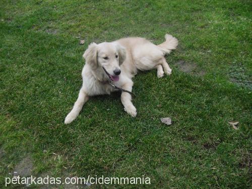 köpük Dişi Golden Retriever