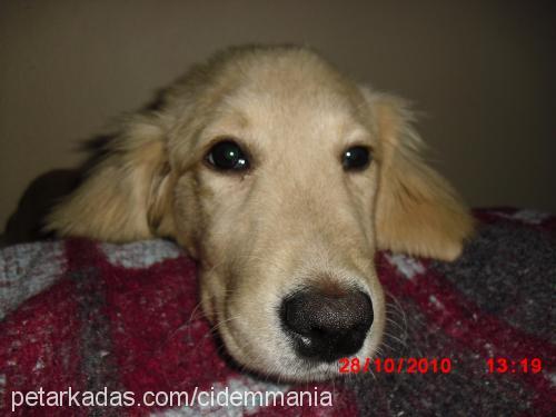 köpük Dişi Golden Retriever