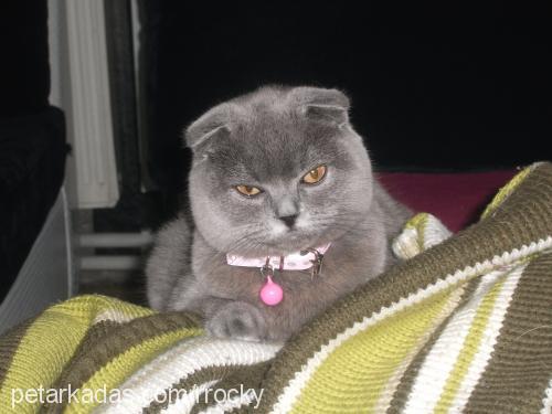 mırıl Dişi Scottish Fold