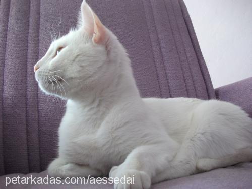 pasha Erkek Ankara Kedisi (Angora)