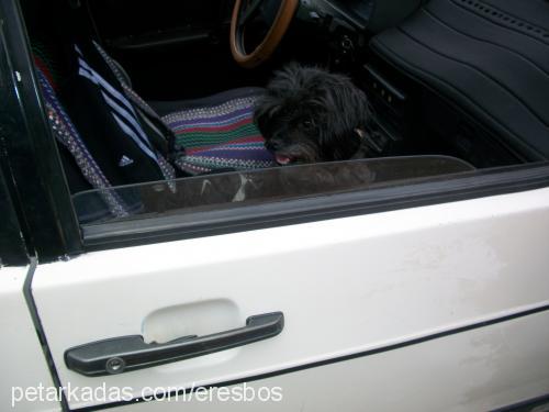 kırıntı Dişi Yorkshire Terrier