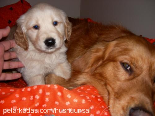 rabi Erkek Golden Retriever