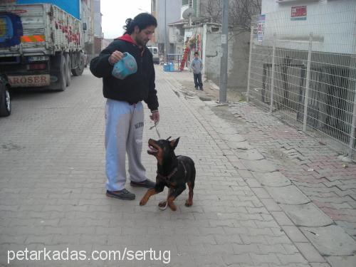 zeytin Dişi Rottweiler