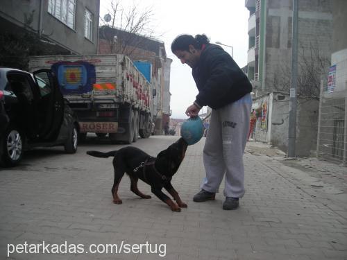 zeytin Dişi Rottweiler