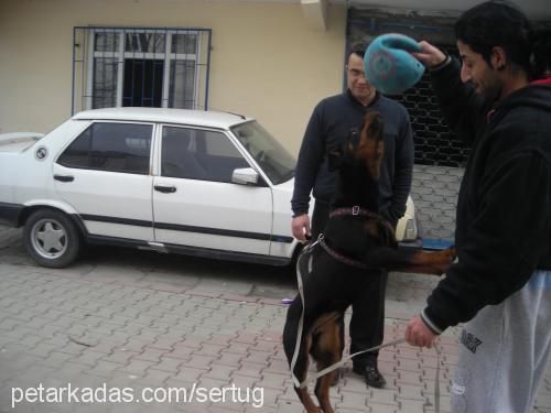 zeytin Dişi Rottweiler