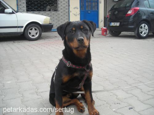 zeytin Dişi Rottweiler