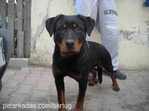 zeytin Dişi Rottweiler