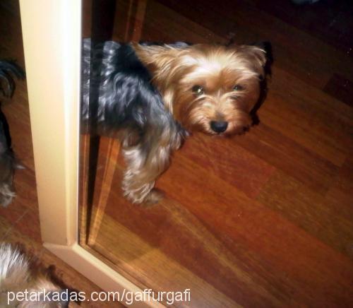 gafi Erkek Yorkshire Terrier