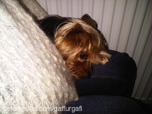 gafi Erkek Yorkshire Terrier