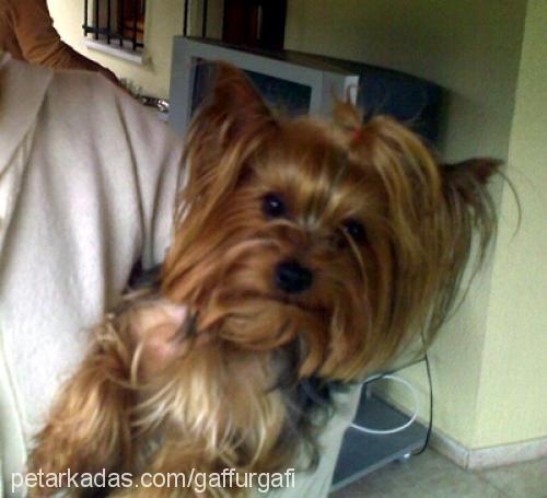 gafi Erkek Yorkshire Terrier