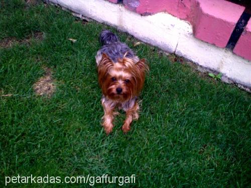 gafi Erkek Yorkshire Terrier