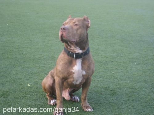 ganja Erkek Amerikan Pitbull Terrier