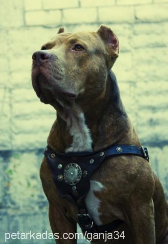 ganja Erkek Amerikan Pitbull Terrier