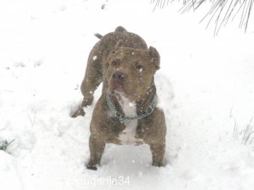 ganja Erkek Amerikan Pitbull Terrier