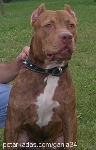 ganja Erkek Amerikan Pitbull Terrier