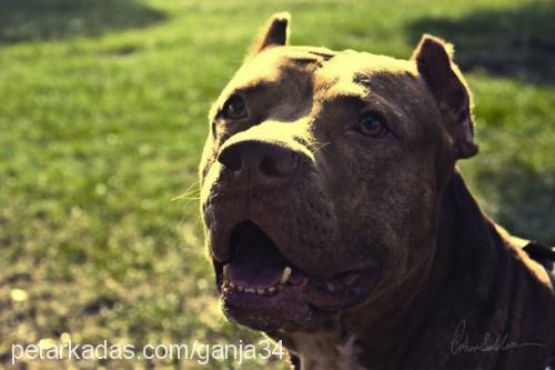 ganja Erkek Amerikan Pitbull Terrier