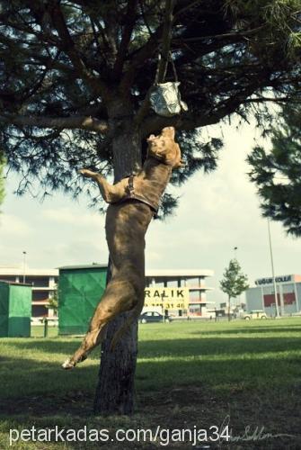 ganja Erkek Amerikan Pitbull Terrier